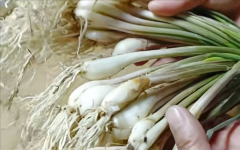 <strong>这种长得像蒜的蔬菜 南方人超爱！赌博北</strong> 